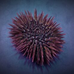 Echinometra mathaei | All sizes