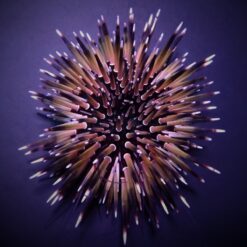 Echinometra mathaei (Premium color) | All sizes