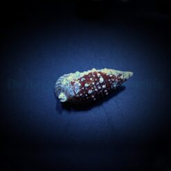 Cerithium (Tehericium) litteratum | All sizes