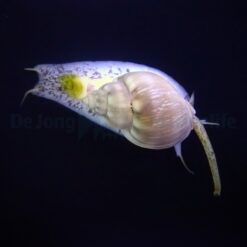 Nassarius grephiterus | All sizes