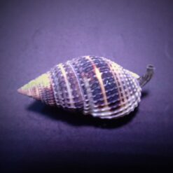 Nassarius vibex | All sizes