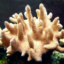 Lobophytum spp. | M