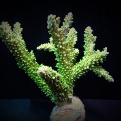 Acropora abrotanoides | S