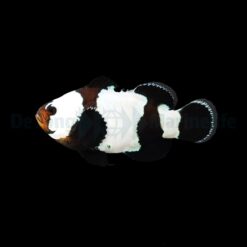 Amphiprion ocellaris (Black Snowflake) - DJM Bred | All sizes