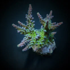 Acropora austera | FRAG
