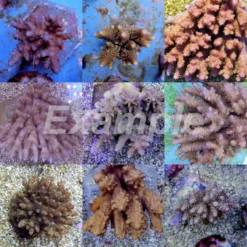 Coral pack - Acropora (Common) (Medium) (10 pcs) | M