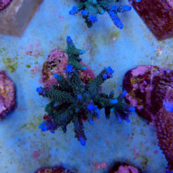 Acropora formosa (Blue) | M