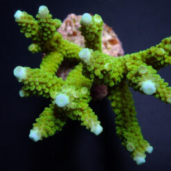 Acropora formosa (Blue tip) | M