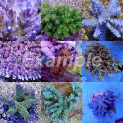 Coral pack - Acropora (Premium) (Small) (20 pcs) | S