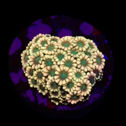 Alveopora spp. (Ultra) (frag) | FRAG