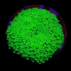 Alveopora spongiosa (Green) (frag) | FRAG