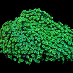 Alveopora spongiosa (Green) | L
