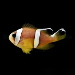 Amphiprion bicinctus (Pearl Eye) - DJM Bred | All sizes