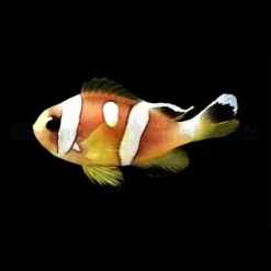 Amphiprion bicinctus (Spotcinctus) - DJM Bred | All sizes