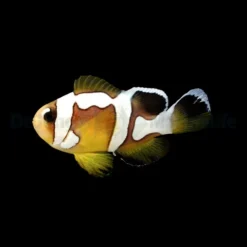 Amphiprion bicinctus (Spotcinctus Premium) - DJM Bred | All sizes