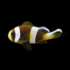 Amphiprion latifasciatus - DJM Bred | All sizes