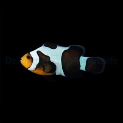 Amphiprion ocellaris (Black Gladiator) - DJM Bred | All sizes