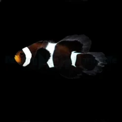 Amphiprion ocellaris (Longfin Darwin) - DJM Bred
