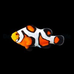 Amphiprion ocellaris (Gladiator) - DJM Bred | All sizes