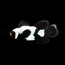 Amphiprion ocellaris (Longfin Black Snowflake Pr) - DJM Bred