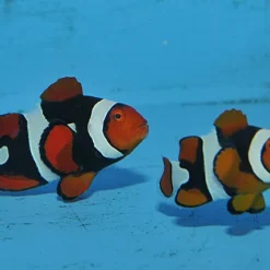 Amphiprion percula (Black) (PNG) (pair) | All sizes