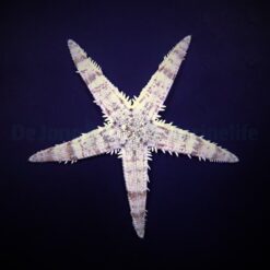 Archaster typicus | All sizes