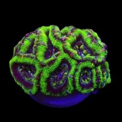 Acanthastrea lordhowensis (Green) (Premium) (frag) | FRAG