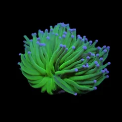 Euphyllia glabrescens (Blueberry) (1 hd.) | FRAG