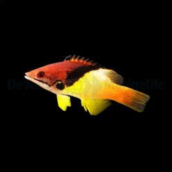 Bodianus mesothorax | L