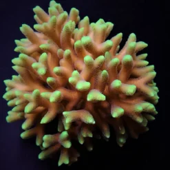 Seriatopora caliendrum (Green) | M
