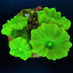 Caulastrea curvata (Green) (Ultra) | M