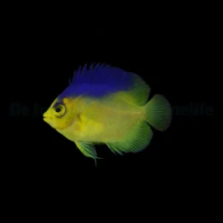 Centropyge Colini - T.B. | All sizes