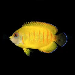 centropyge_eibli_-_t.b._thump