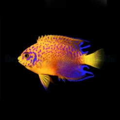 Centropyge Interruptus - T.B. | All sizes