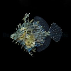 Chaetodermis penicilligerus | L