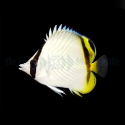 Chaetodon vagabundus | M