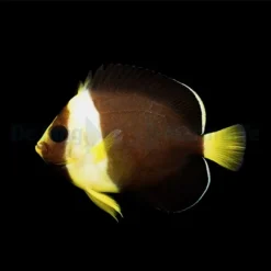 Chaetodontoplus meredithi - T.B. | All sizes