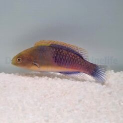 Cirrhilabrus cyanopleura | All sizes