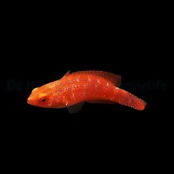 Cirrhilabrus joanallenae (female) | All sizes