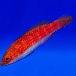 Cirrhilabrus naokoae (female) | All sizes