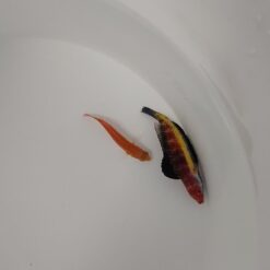 Cirrhilabrus naokoae (Pair) | All sizes