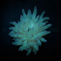 Condylactis gigantea (Pink tip) | L