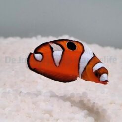 Coris formosa | L