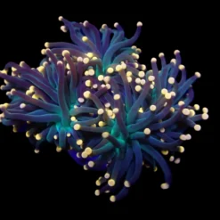 Euphyllia glabrescens (Premium) | XL