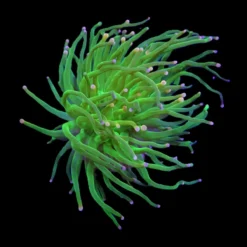 Euphyllia glabrescens (Cotton Candy) (1 hd.) | FRAG