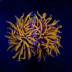 Euphyllia glabrescens (Gold torch) (Grade A) (p/h) | FRAG