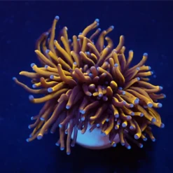Euphyllia glabrescens (Gold Torch) (Grade A) (1 hd.) | FRAG