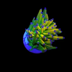 euphyllia_glabrescens_rapunzel_holy_grail_m_o_220_125.00