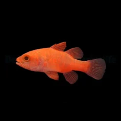 Fowleria flammae | All sizes