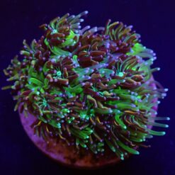 Galaxea spp. (Orange-Rainbow) | T